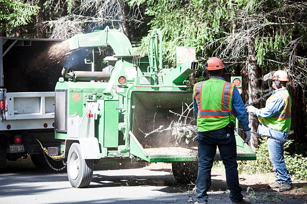 Best Palm Tree Trimming  in Wellton, AZ