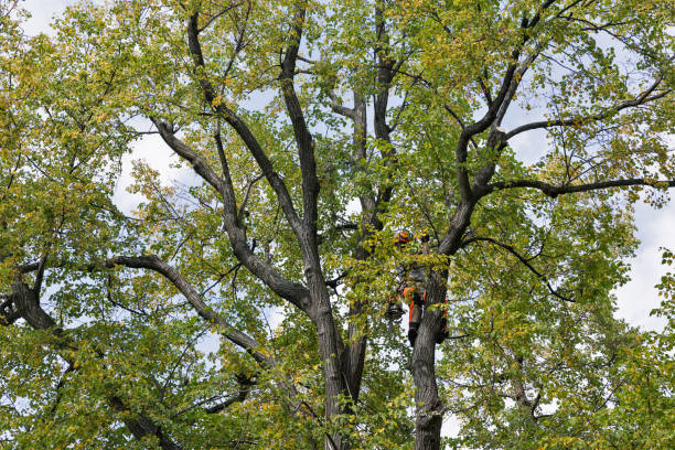 Best Tree Maintenance Programs  in Wellton, AZ